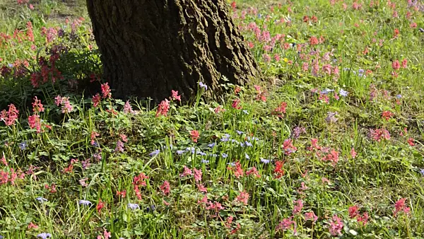 495028 - Fumewort (Corydalis solida)