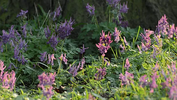 507014 - Fumewort (Corydalis solida)