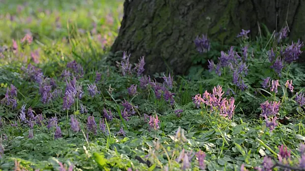 507015 - Fumewort (Corydalis solida)