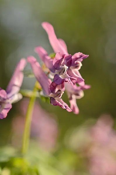 507066 - Fumewort (Corydalis solida)