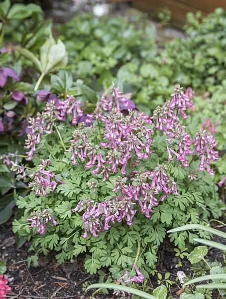 651194 - Fumewort (Corydalis solida)