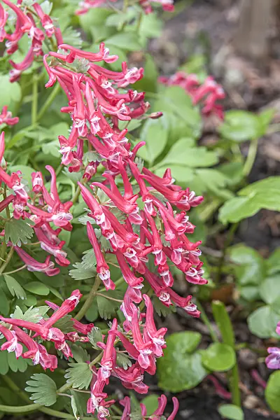 638069 - Fumewort (Corydalis solida 'GP Baker')