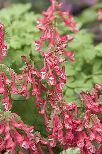 651190 - Fumewort (Corydalis solida 'GP Baker')