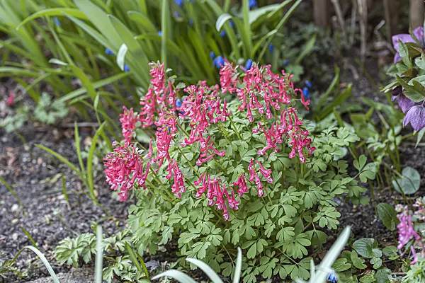 651191 - Fumewort (Corydalis solida 'GP Baker')