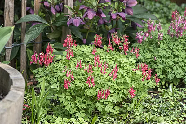 651192 - Fumewort (Corydalis solida 'GP Baker')