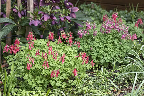 651193 - Fumewort (Corydalis solida 'GP Baker')
