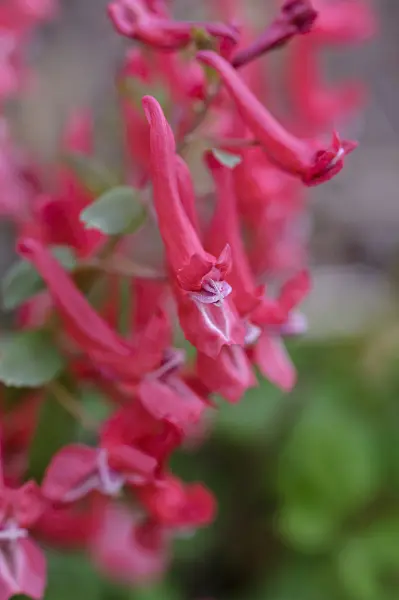 471010 - Fumewort (Corydalis solida subsp. transsylvanica)