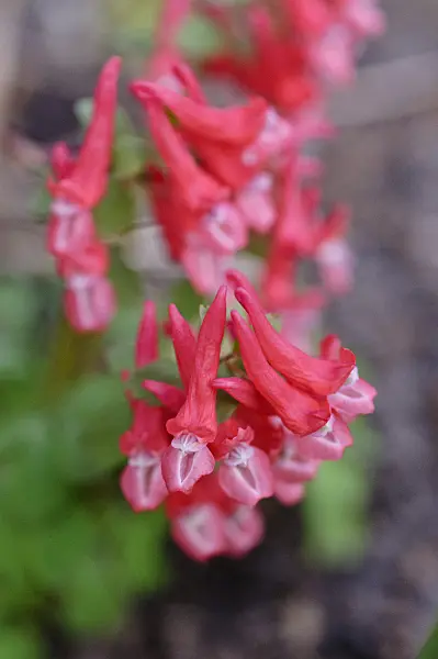 471011 - Fumewort (Corydalis solida subsp. transsylvanica)