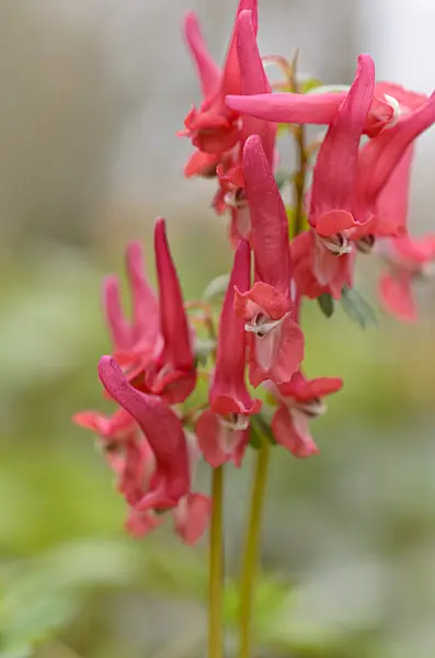 507001 - Fumewort (Corydalis solida subsp. transsylvanica)