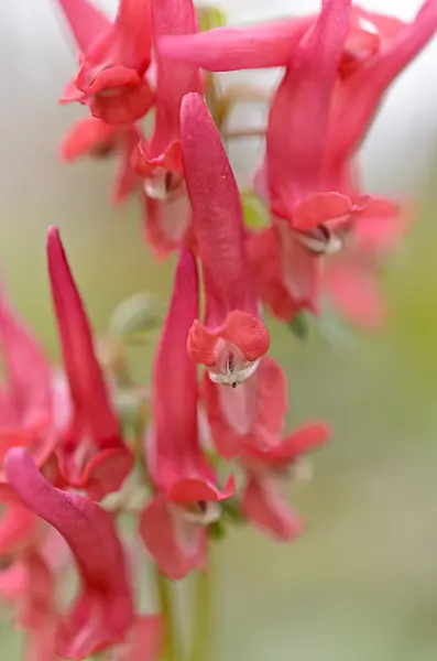 507002 - Fumewort (Corydalis solida subsp. transsylvanica)
