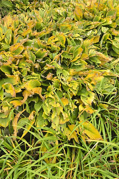 549068 - Funkia (Hosta)
