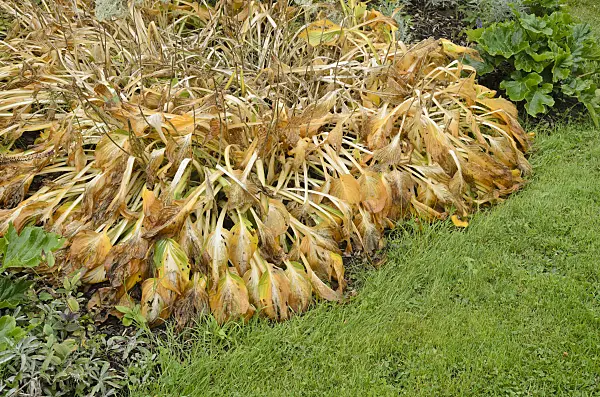 549138 - Funkia (Hosta)