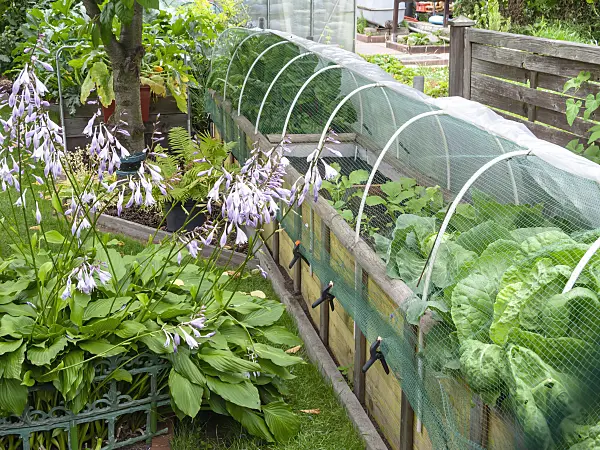 523259 - Funkia (Hosta) avec un potager surélevé dans un jardin familial