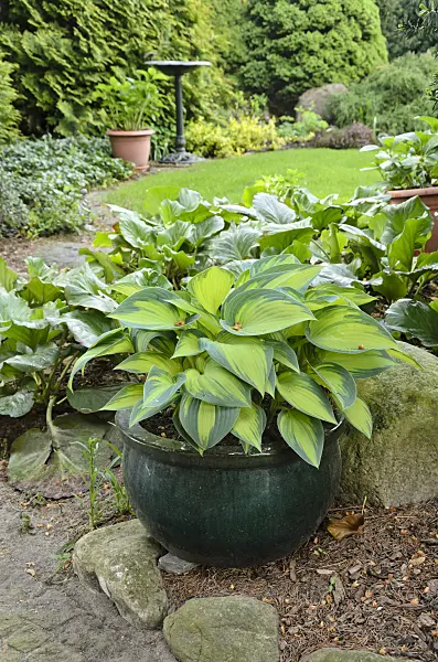 520141 - Funkia (Hosta) dans un bac à fleurs