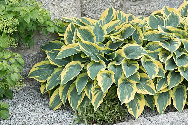 664188 - Funkia (Hosta First Frost)