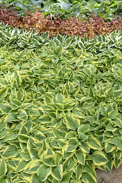 558118 - Funkia (Hosta Wide Brim et Hosta Patriot) et heuchère (Heuchera villosa 'Marmelade')