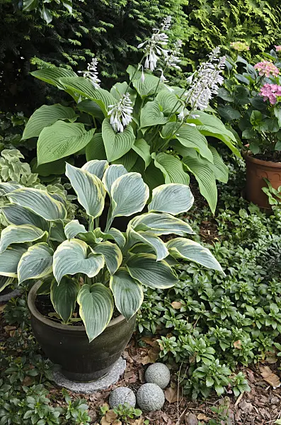 534047 - Funkias (Hosta) dans des bacs à fleurs