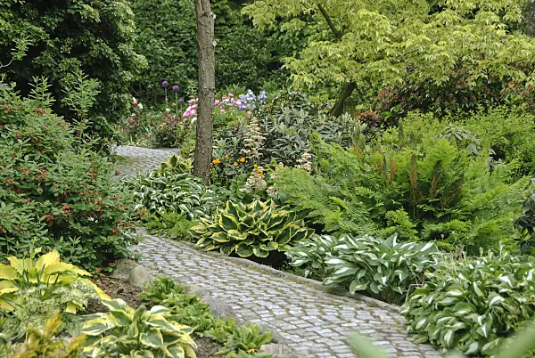 517112 - Funkias (Hosta) et osmonde royale (Osmunda regalis)