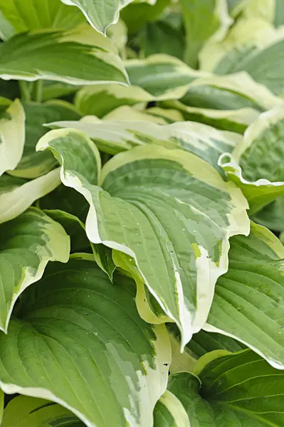 472441 - Funkie (Hosta fortunei 'Aureomarginata')