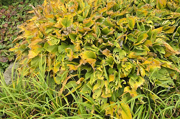 549067 - Funkie (Hosta) mit Fraßspuren