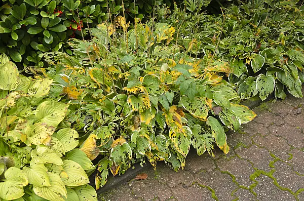 549085 - Funkie (Hosta) mit Fraßspuren