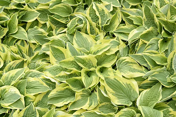 558116 - Funkie (Hosta Wide Brim)