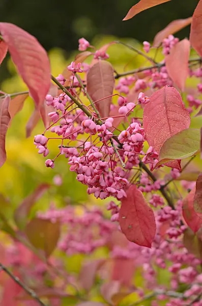 549150 - Fusain d'Hamilton (Euonymus hamiltonianus)