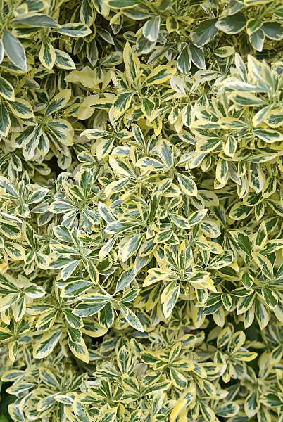502194 - Fusain du Japon (Euonymus japonicus 'Aureomarginatus')