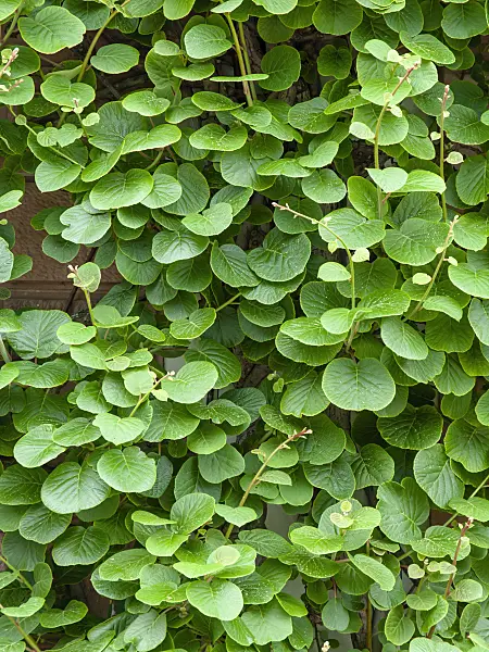 437392 - Fuzzy kiwi (Actinidia deliciosa)