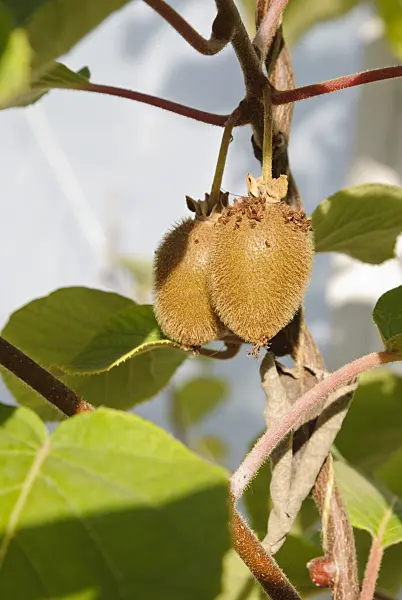 475054 - Fuzzy kiwi (Actinidia deliciosa)