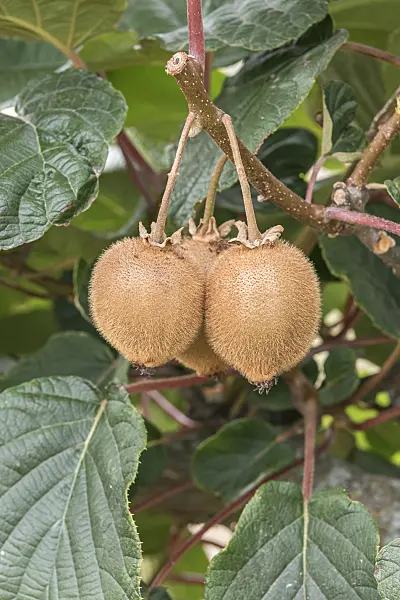 635007 - Fuzzy kiwi (Actinidia deliciosa 'Green Light')