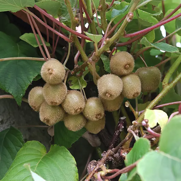 454003 - Fuzzy kiwi (Actinidia deliciosa 'Jenny')