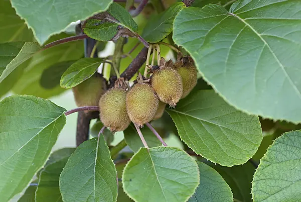 502100 - Fuzzy kiwi (Actinidia deliciosa 'Jenny')