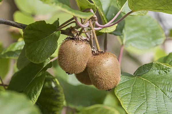 616002 - Fuzzy kiwi (Actinidia deliciosa 'Jenny')