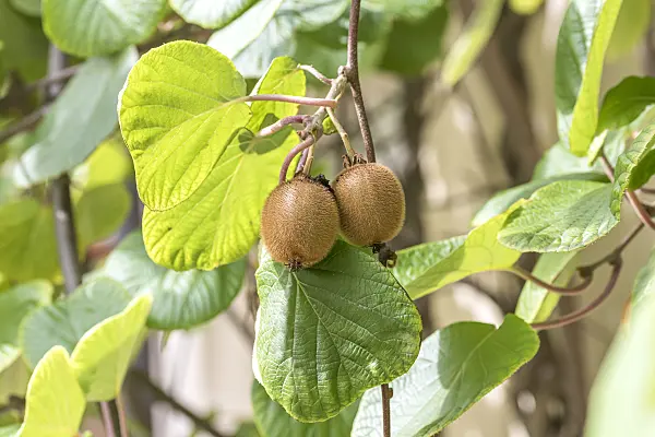 616003 - Fuzzy kiwi (Actinidia deliciosa 'Jenny')