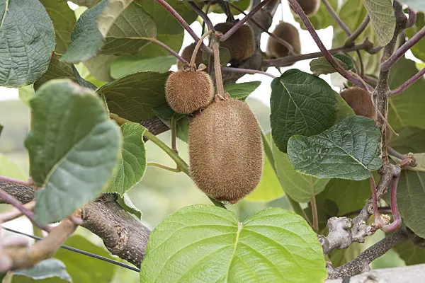 635008 - Fuzzy kiwi (Actinidia deliciosa 'Jenny')