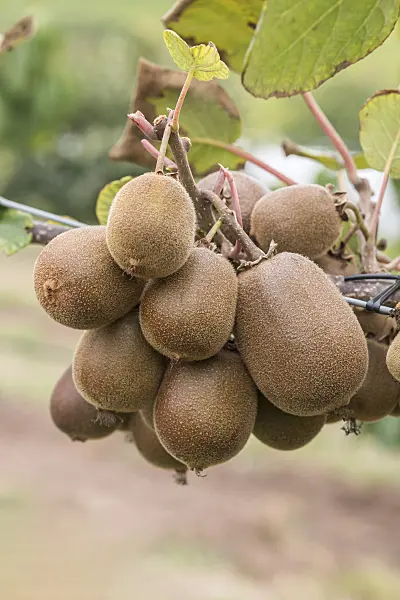 635009 - Fuzzy kiwi (Actinidia deliciosa 'Kiwigold')