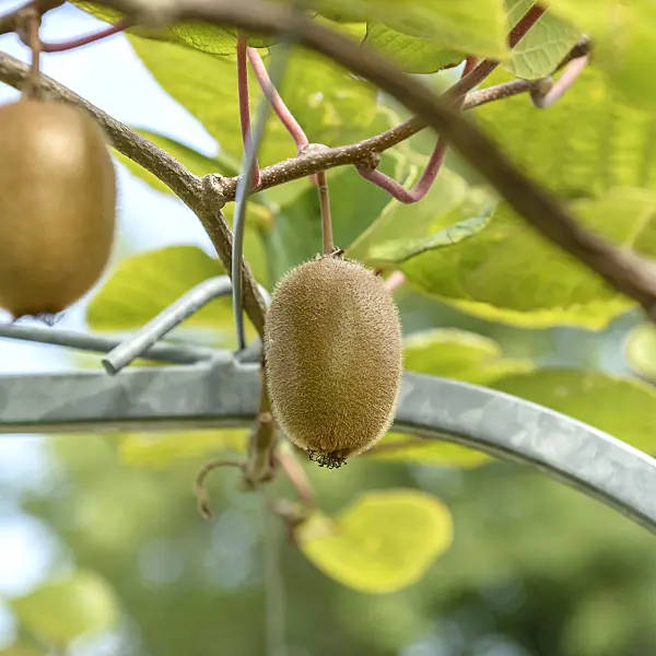 575006 - Fuzzy kiwi (Actinidia deliciosa 'Montclar')