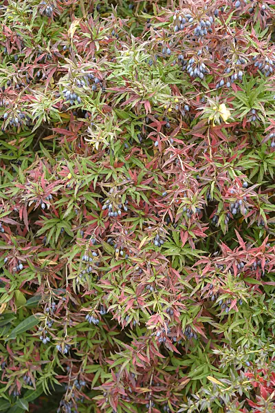 575024 - Gagnepain's barberry (Berberis gagnepainii var. lanceifolia)