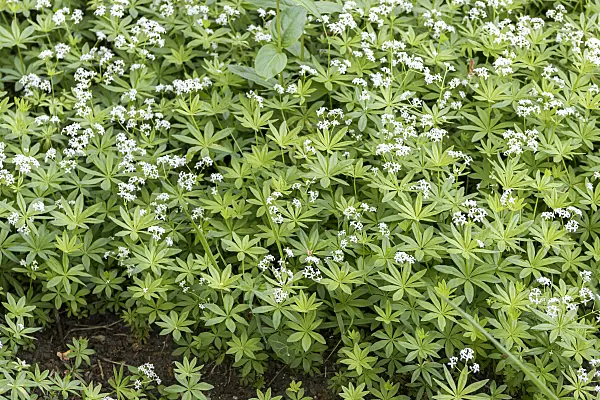 638104 - Gaillet odorant (Galium odoratum)