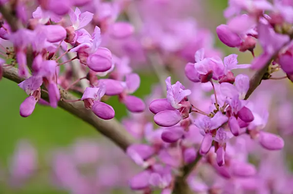 520092 - Gainier de Chine (Cercis chinensis)