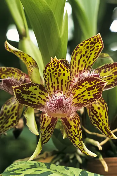 379018 - Galeottia negrensis 'Berggarten'