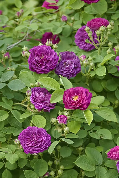 490165 - Gallica rose (Rosa Charles de Mills)