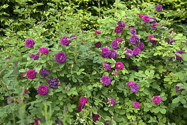490166 - Gallica rose (Rosa Charles de Mills)