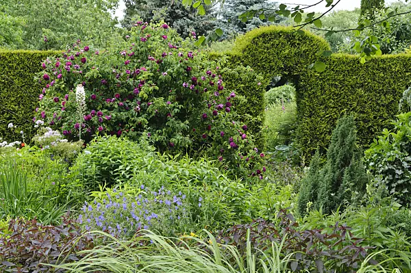 473087 - Gallica rose (Rosa Charles de Mills), foxtail lily (Eremurus) and cranesbill (Geranium)