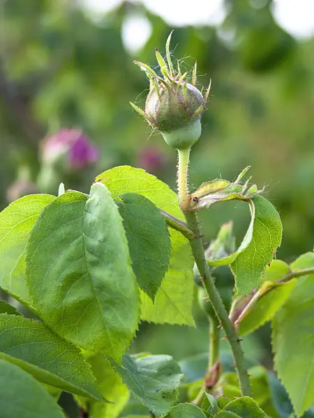 426007 - Gallica rose (Rosa Perle von Weißenstein)