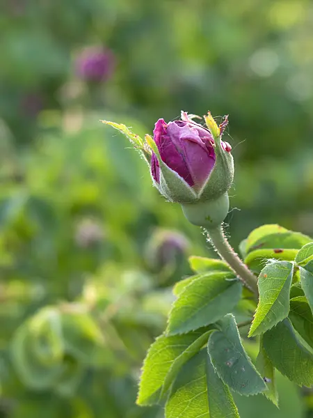 426008 - Gallica rose (Rosa Perle von Weißenstein)