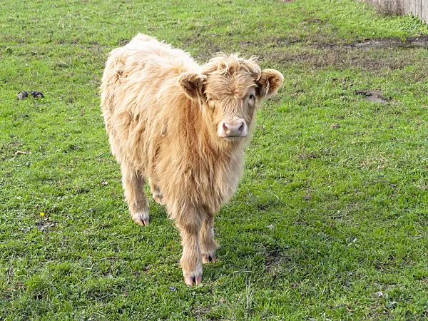 525230 - Galloway cattle (Bos taurus)