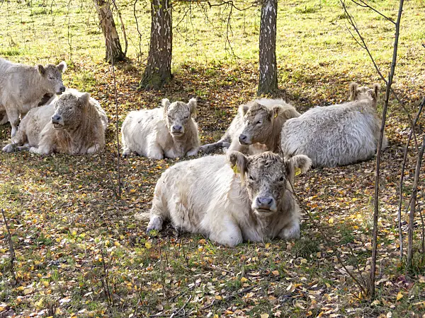 525458 - Galloway cattle (Bos taurus)