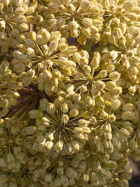 415018 - Garden angelica (Angelica archangelica)